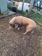 Göttinger minivarken 4 jaar oud, Mannelijk