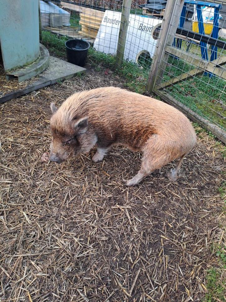 Göttinger minivarken 4 jaar oud, Dieren en Toebehoren, Schapen, Geiten en Varkens, Mannelijk