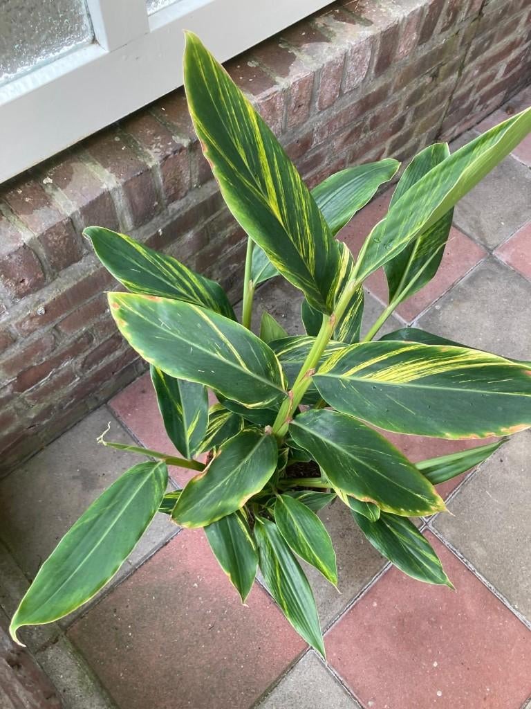 Alpinia zerumbet 'Variegata' / siergember, Ophalen, Vaste plant, Overige soorten, Halfschaduw
