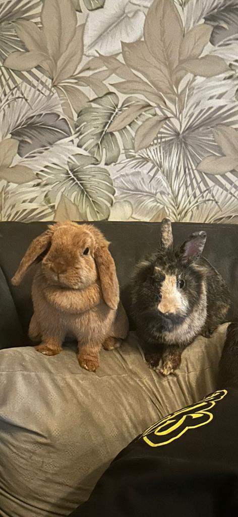 Konijntjes, Dieren en Toebehoren, Vrouwelijk, Middelgroot, 0 tot 2 jaar