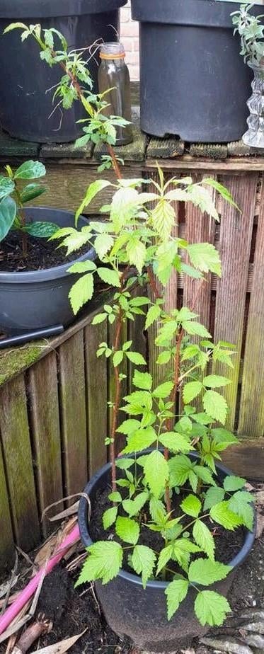 Grote rode framboos, Ophalen, Lente