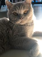 Britse korthaar, Dieren en Toebehoren, Kater