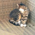 Lieve schattige Europese kort haar Minoes, Dieren en Toebehoren, Poes