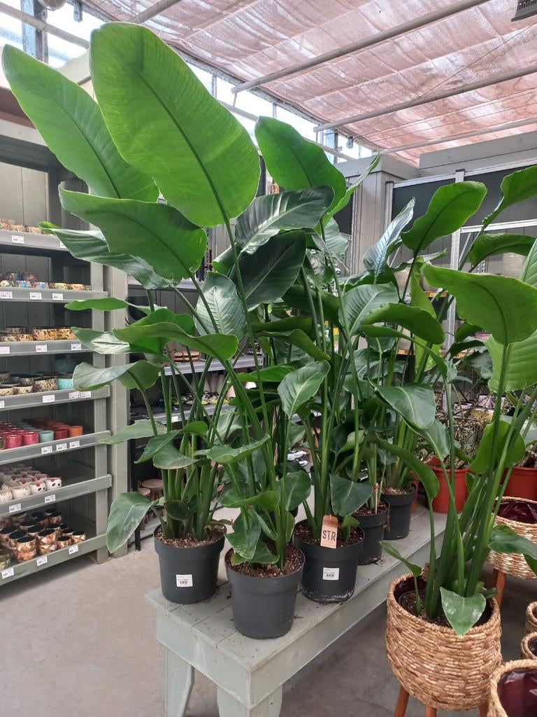 Strelitzia Nicolai 140-150cm hoog, Groene kamerplant, Ophalen, Overige soorten, 100 tot 150 cm