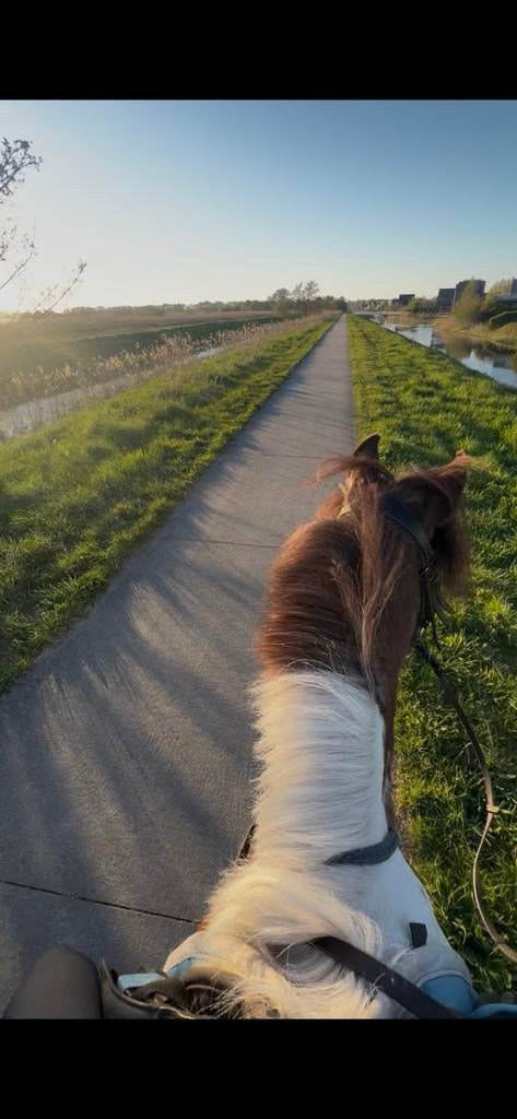 Verzorgpony/paard gezocht, Ophalen of Verzenden, Zo goed als nieuw