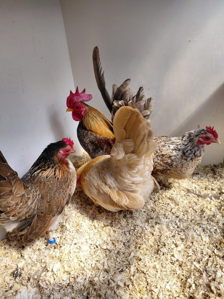 Serama toom, Meerdere dieren, Kip