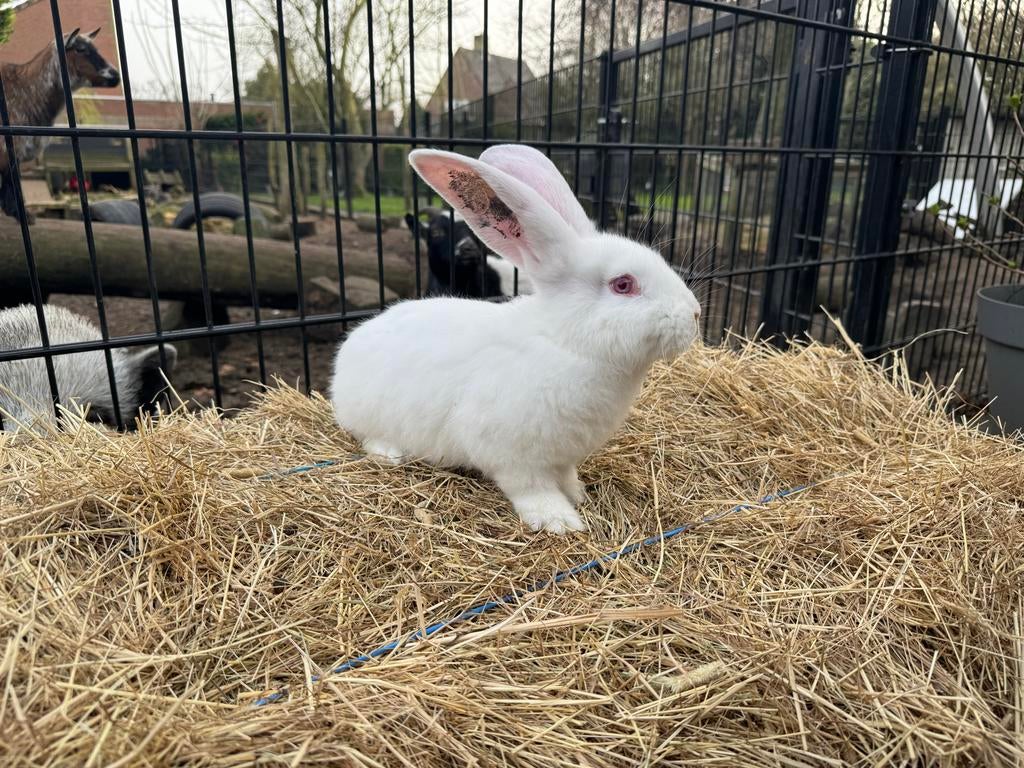 Albino Vlaamse Reuzen ingeënt en gecastreerd, Dieren en Toebehoren, Konijnen, Mannelijk, Groot