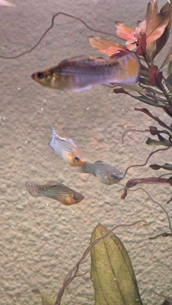 Groep molly's, Dieren en Toebehoren, Vis