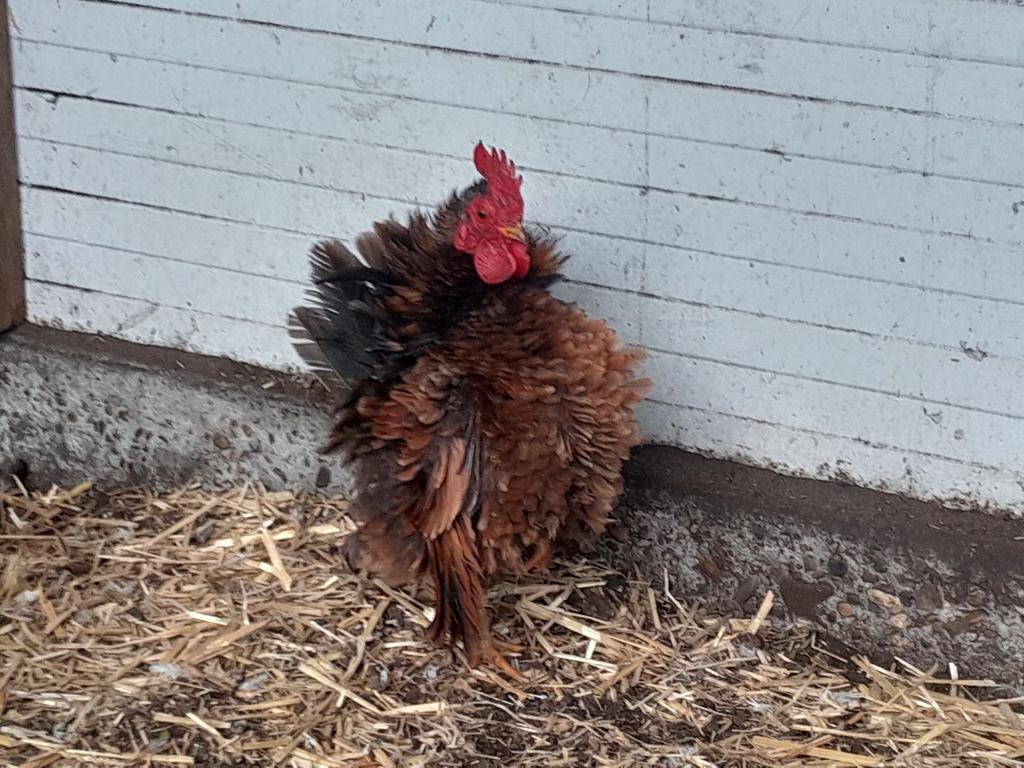 Prachtig krulveer serama haantje, Mannelijk, Kip