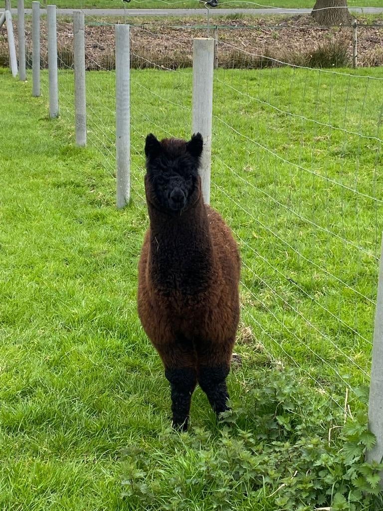 Alpaca hengst, Dieren en Toebehoren, Mannelijk, Schaap, 0 tot 2 jaar