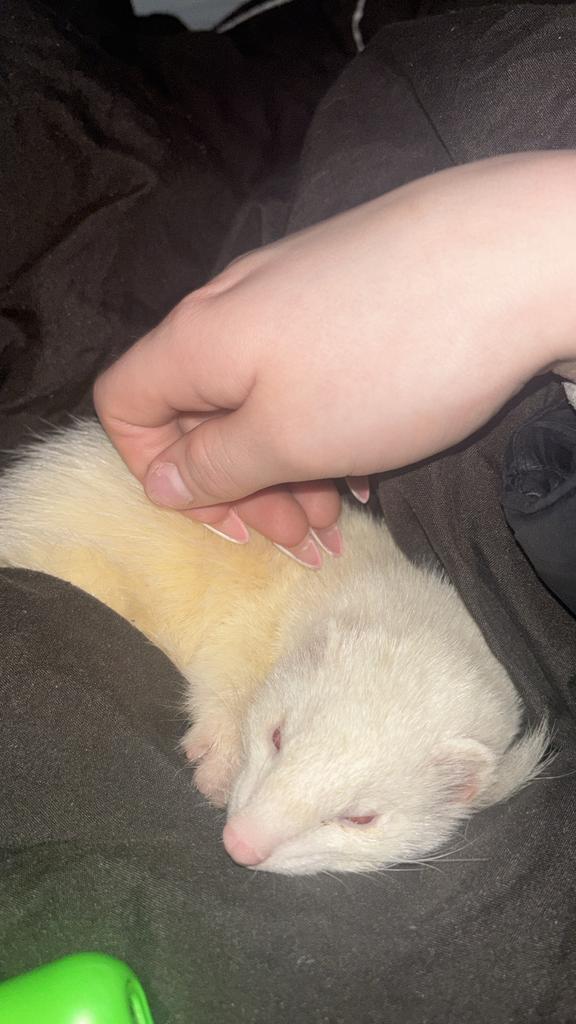 Te koop: 2 jonge vrouwtjes fretten, Juni, Vrouwelijk