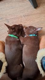 Mooie Australian Kelpie pups, Parvo, 8 tot 15 weken, Meerdere, Meerdere dieren