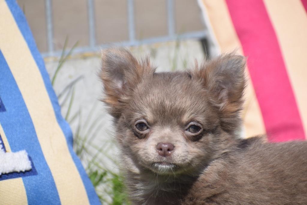 Chihuahua pups alle kleuren, 15 weken tot 1 jaar, Buitenland, Parvo, Meerdere