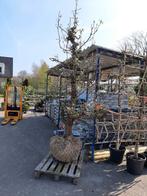 oude pereboom, Ophalen, Lente, Perenboom, Halfschaduw