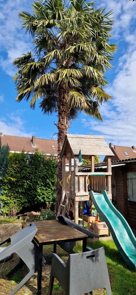 Grote palmboom, circa 8 meter, Ophalen