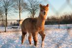 Mooie alpaca, Dieren en Toebehoren, Oktober, Mannelijk