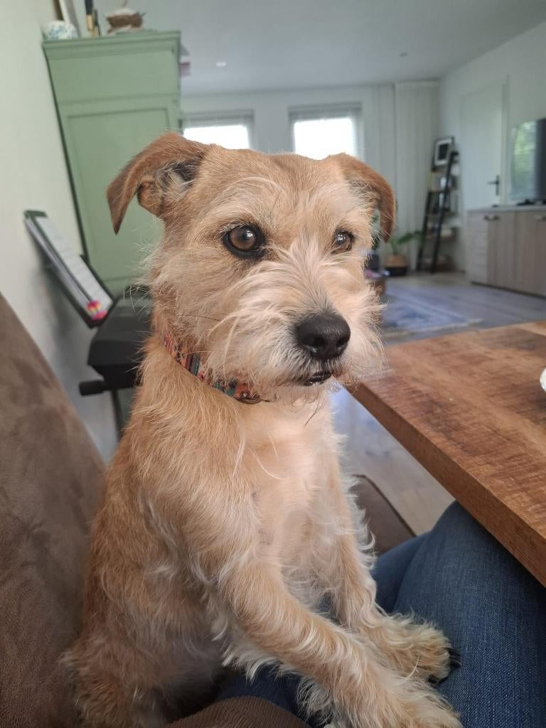 Max, Buitenland, Parvo, Eén hond, Klein