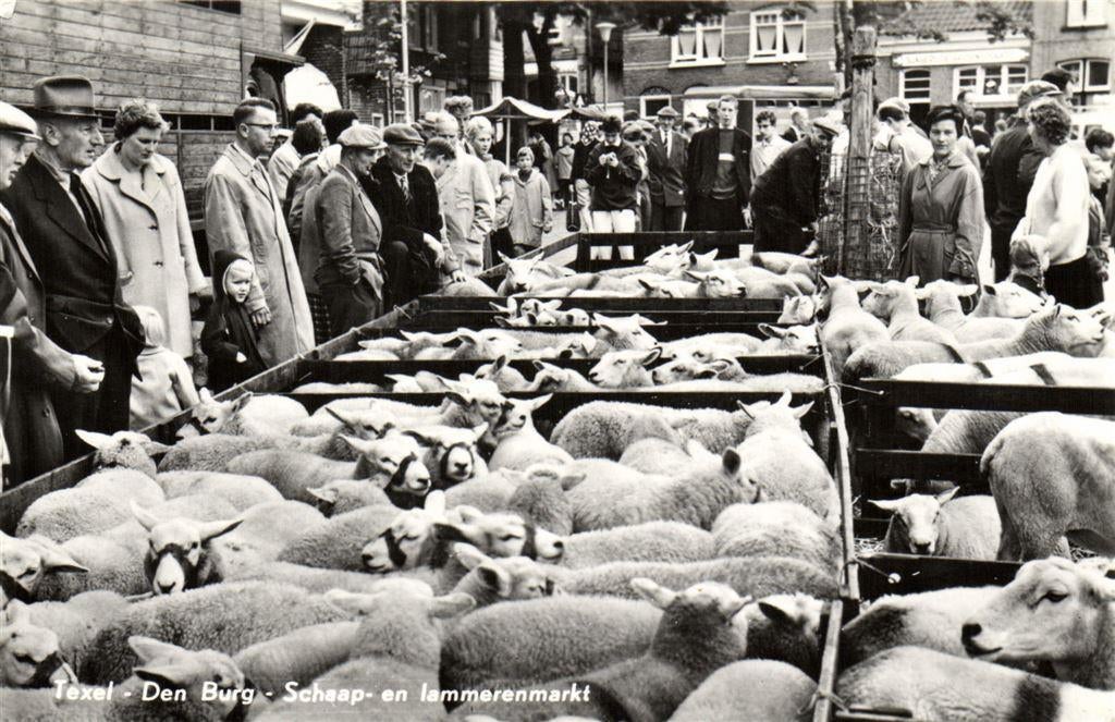 Texel - Den Burg - Schaap- en lammerenmarkt - volk - 1968 ge, Verzamelen, Ansichtkaarten | Nederland, Ophalen of Verzenden, Voor 1920