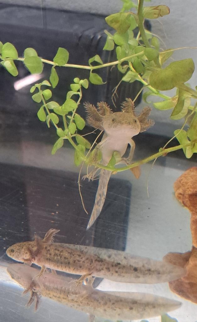 Axolotl's, Overige soorten