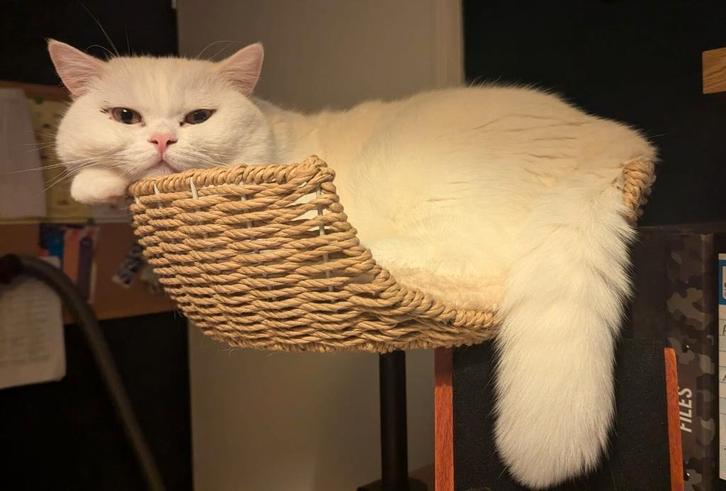 Katten, Dieren en Toebehoren, Katten en Kittens | Raskatten | Korthaar, Meerdere dieren, 0 tot 2 jaar, Ontwormd, Ingeënt