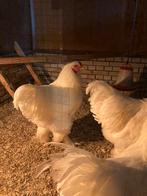 Witte brahma hanen, Dieren en Toebehoren, Pluimvee, Mannelijk, Kip