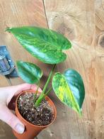 Monstera deliciosa variegata plant aurea yellow lemon lime, Ophalen of Verzenden, Halfschaduw, Minder dan 100 cm