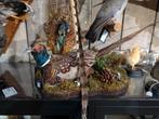 opgezette bosfazant fazant jacht vogel hert haan, Ophalen, Nieuw, Vogel, Opgezet dier
