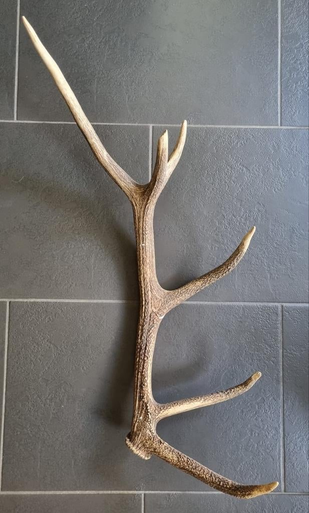 Edelhert gewei 82 cm, Ophalen of Verzenden, Gebruikt, Hert, Gewei of Kop
