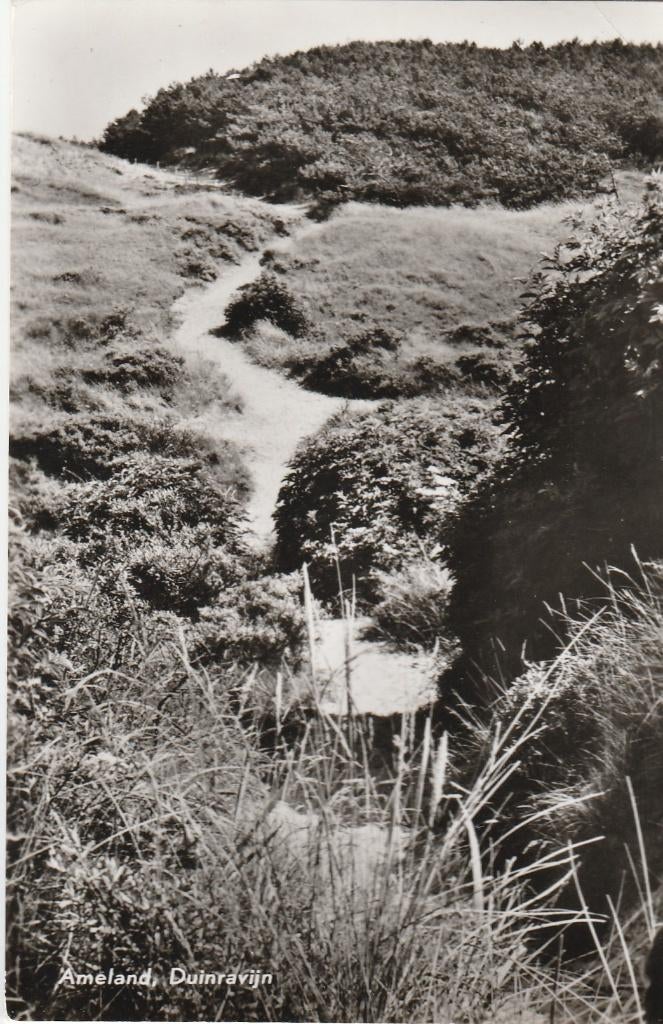 ameland- duinravijn, Ophalen of Verzenden, 1940 tot 1960, Waddeneilanden