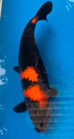 Hi-Utsuri van Shinoda, Dieren en Toebehoren, Karper of Koi