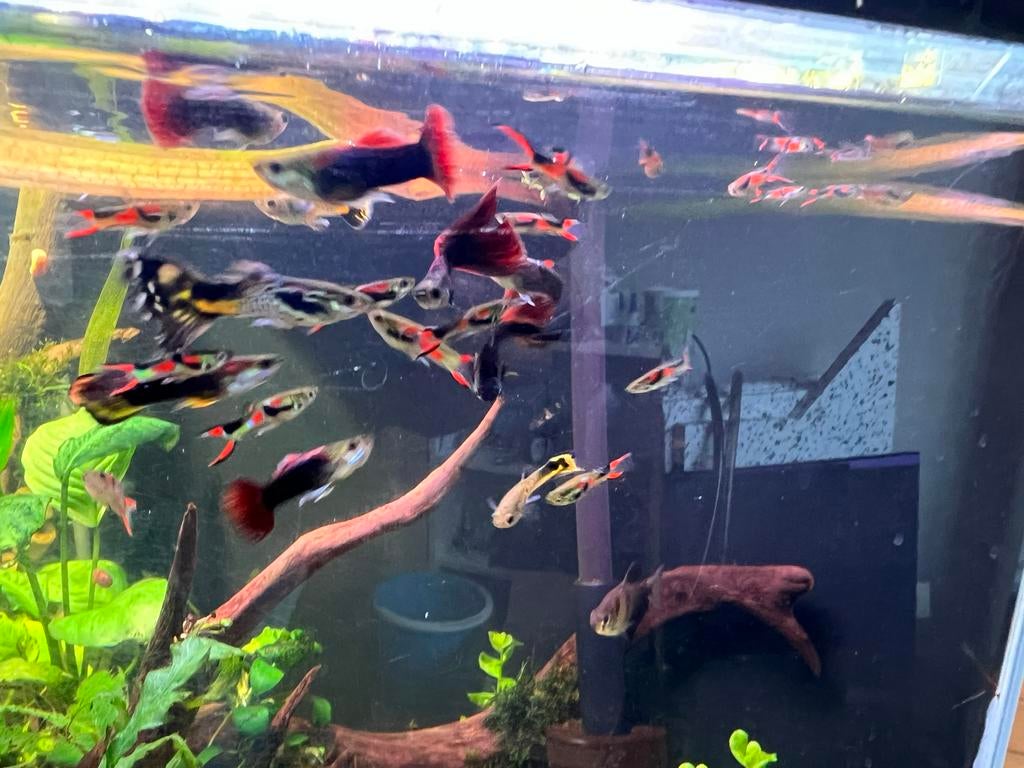 Gratis baby guppen, Dieren en Toebehoren, Vis