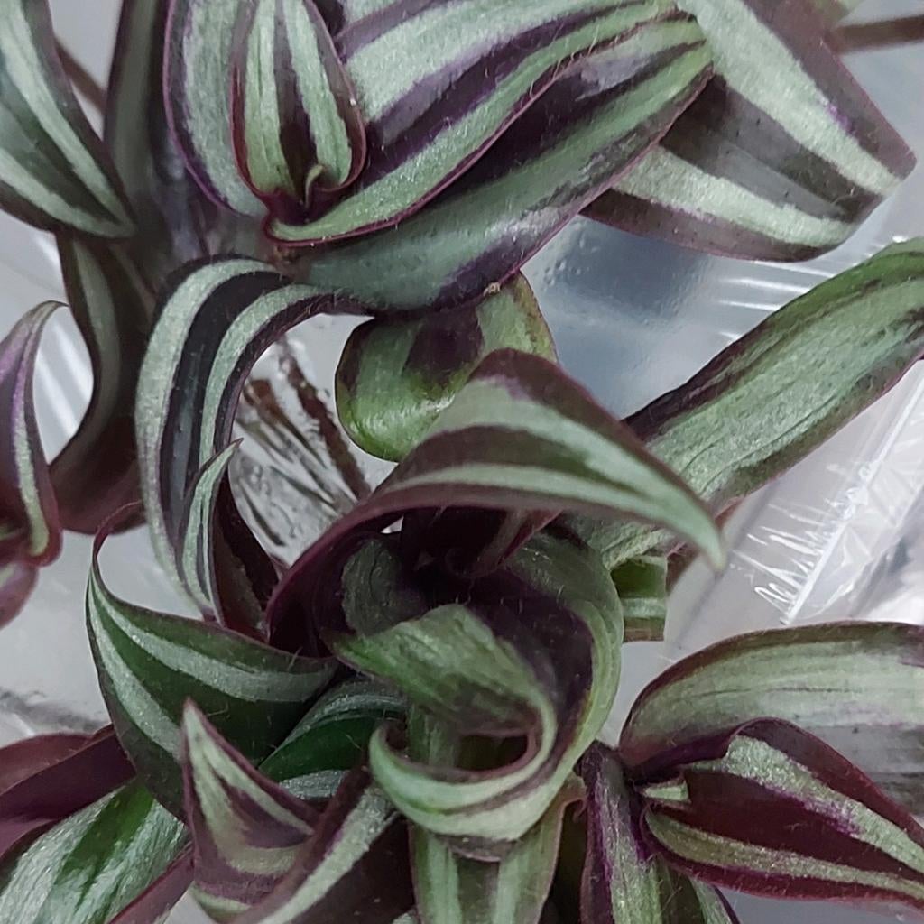 Tradescantia stekjes geworteld 50 cent., Huis en Inrichting, Kamerplanten, Ophalen, Halfschaduw, Minder dan 100 cm