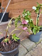 Witte en roze kerstroos ., Tuin en Terras, Planten | Tuinplanten, Ophalen, Overige soorten, Volle zon