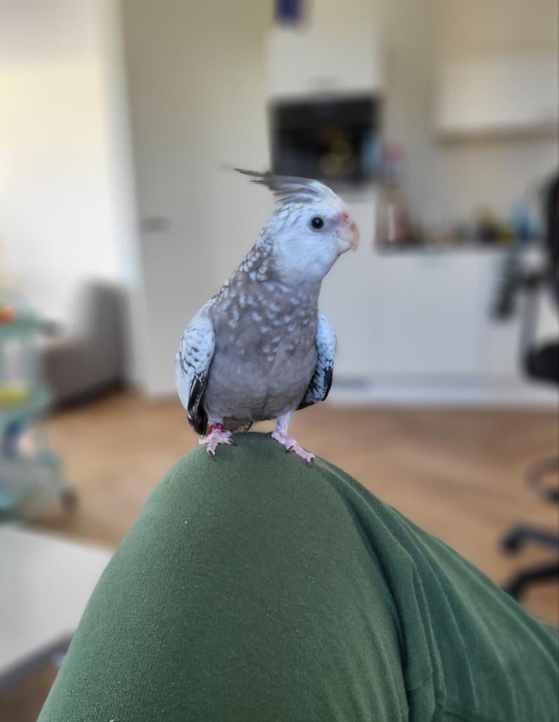 Tamme Valkparkiet te Koop – Inclusief Kooi & Toebehoren, Dieren en Toebehoren, Vogels | Parkieten en Papegaaien, Geslacht onbekend