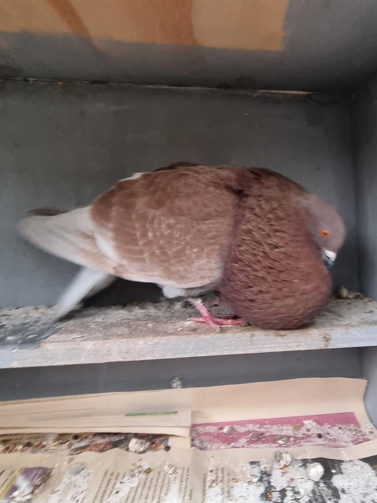 Gaditano Doffer, Dieren en Toebehoren, Vogels | Duiven, Mannelijk, Kropper