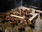 Bruine legkippen, Dieren en Toebehoren, Vrouwelijk, Kip