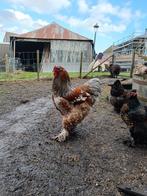 Brahma broedeieren mix goud-zwarte gezoomd en blauwporselein, Dieren en Toebehoren, Pluimvee, Geslacht onbekend, Kip