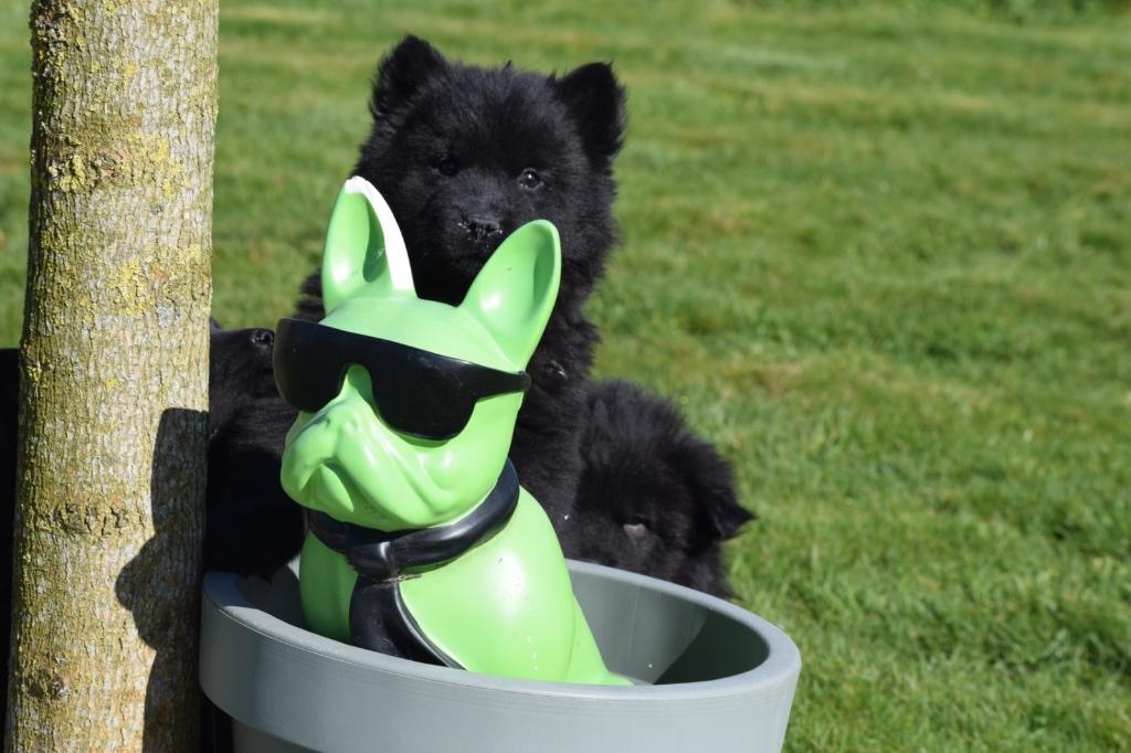 Chow-chow pups diverse kleuren, Dieren en Toebehoren, Honden | Poolhonden, Keeshonden en Oertypen, België, 8 tot 15 weken, Poolhond