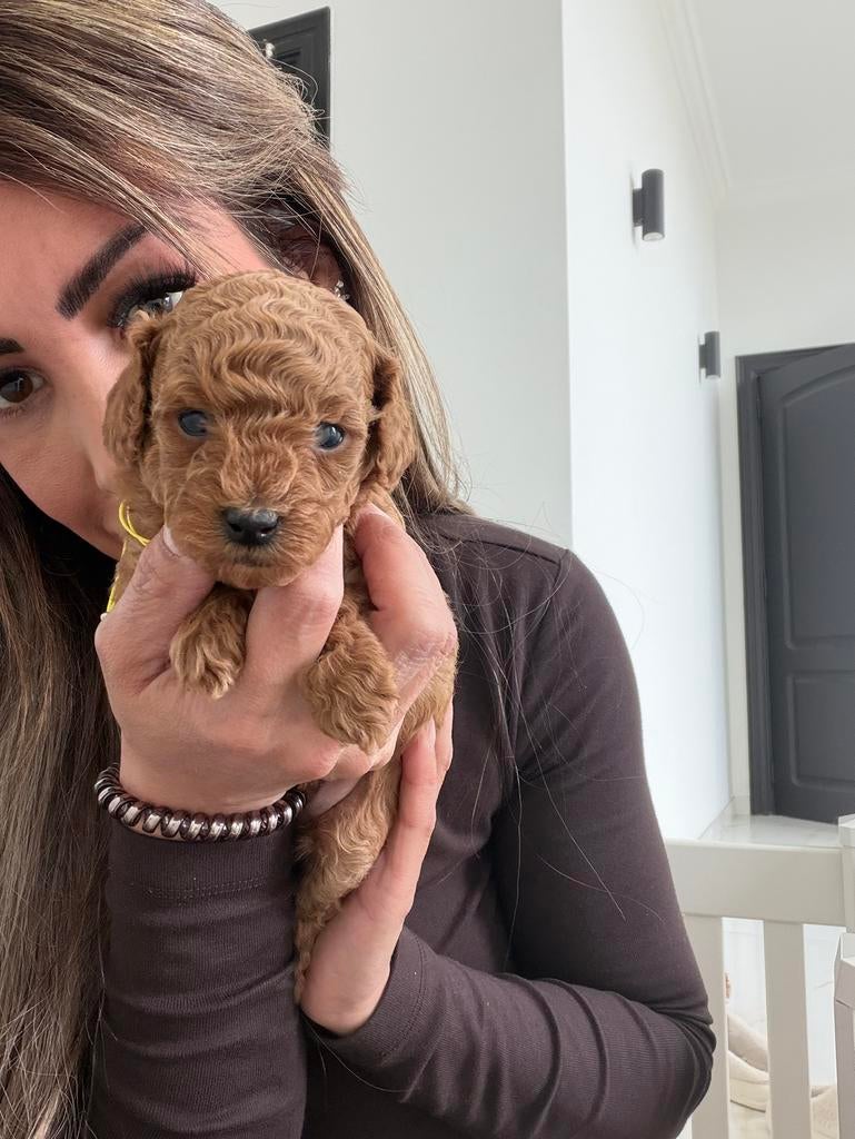 toypoedels pupje, Poedel, 8 tot 15 weken, Parvo, Meerdere