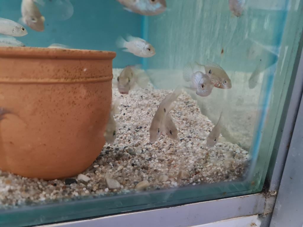 Vuurkeel Cichliden, Thorichthys Meeki, Dieren en Toebehoren, Vis, Zoetwatervis