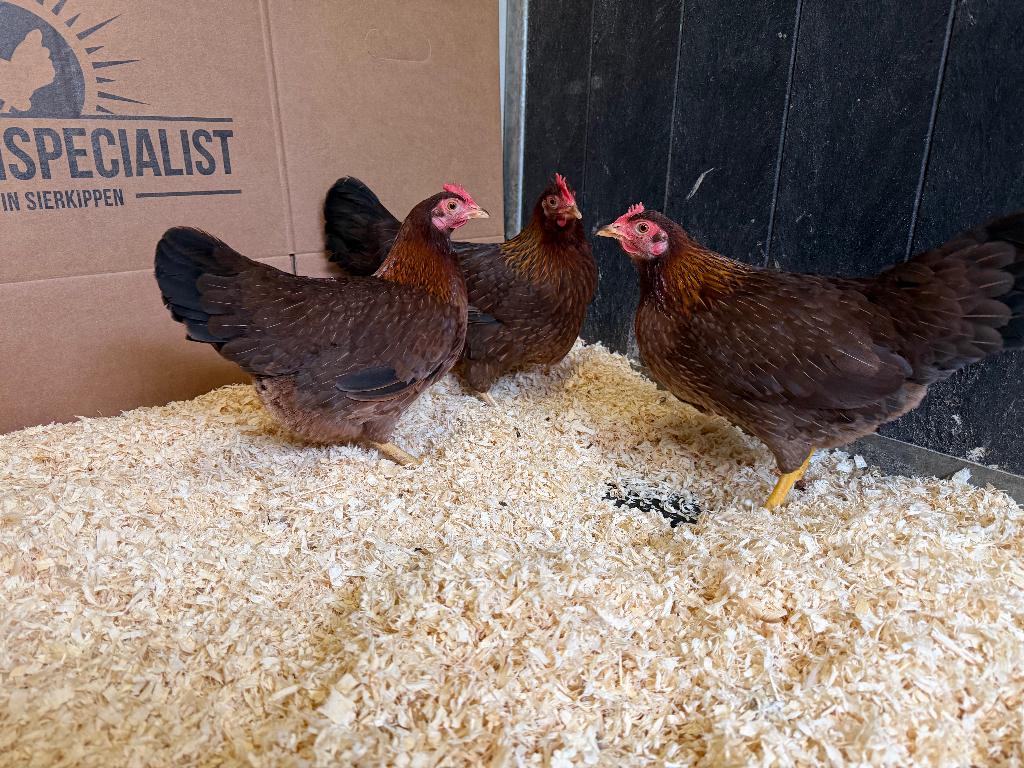 Jonge tamme Welsumer kriel kippen gesekst & ingeënt, Dieren en Toebehoren, Pluimvee, Vrouwelijk, Kip