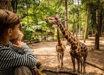4 kaarten Dierenpark Amersfoort, Tickets en Kaartjes, Drie personen of meer