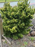 Struiken GRATIS, Tuin en Terras, Ophalen, Volle zon, Overige soorten, Minder dan 100 cm