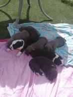 American bully/ pitbull/ amstaff, Parvo, Overige rassen, 8 tot 15 weken, Meerdere