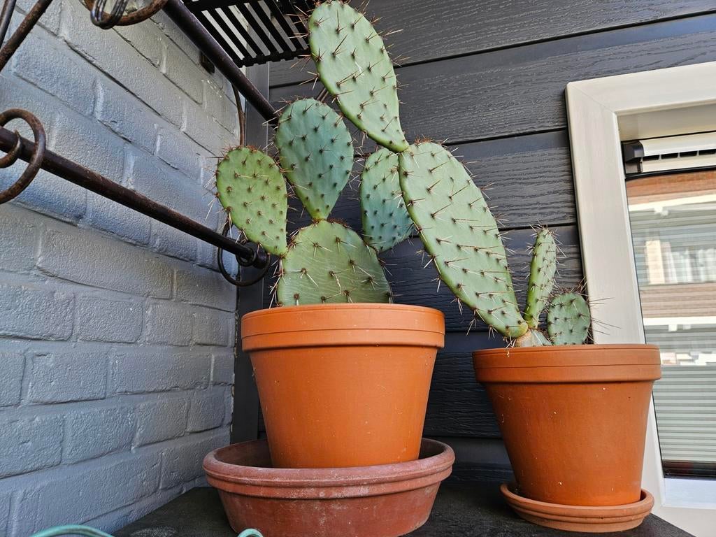 Opuntia's, Ophalen of Verzenden, Overige soorten, Volle zon