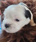Boomer pups, Overige rassen, 8 tot 15 weken, Meerdere, Meerdere dieren