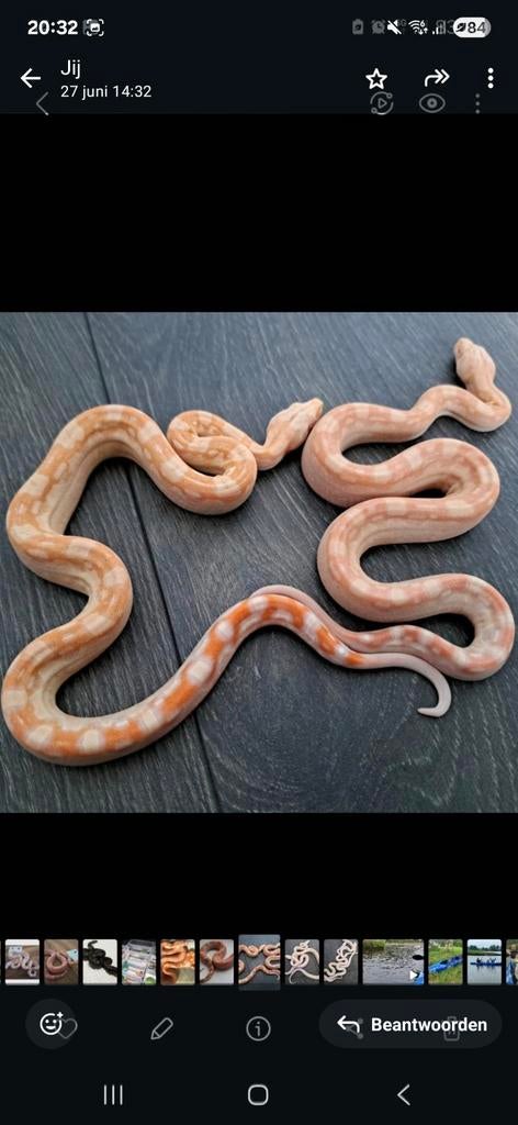 Koppel boa albino aztec 2024 Boa Constrictor - unknown for sale from Leroy Regt, De