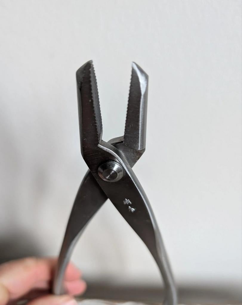 Jintang 21cm Nieuw Steenless Steel, Bloeit niet, Halfschaduw, Minder dan 100 cm, Overige soorten