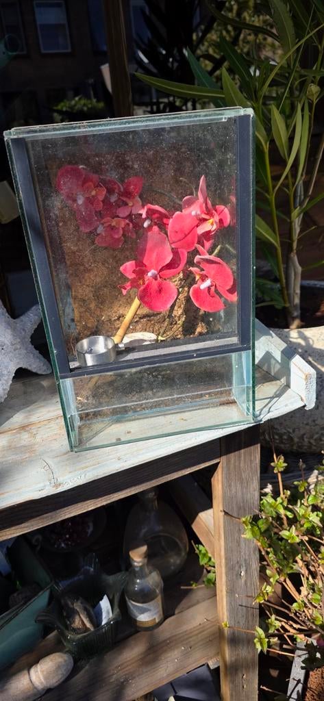 Terarium klein, Dieren en Toebehoren, Ophalen
