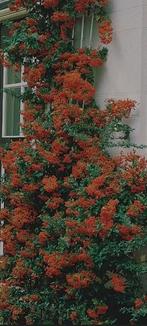 Vuurdoorn tuinplant, Ophalen, Overige soorten, Minder dan 100 cm